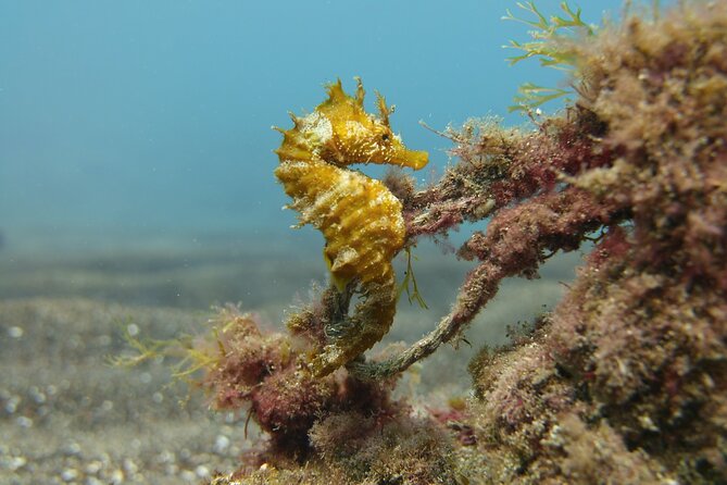 Scuba Diving Experience for Beginners in Gran Canaria - Scheduling and Timing Details
