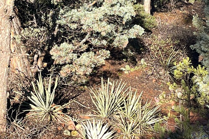 Sedona Magical Sightseeing Highlight Tour- 5 Stars - Discover the Mysteries of Sedonas Geology