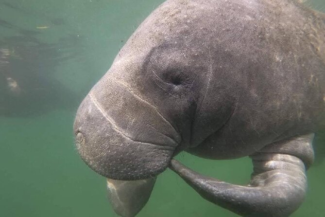 Semi-Private Manatee Swim Tour With In-Water Guide/Photographer - Environmental Considerations
