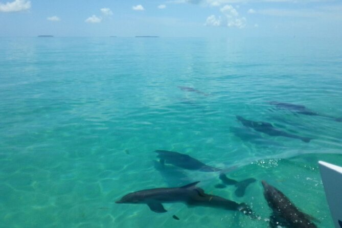 Shallow Water Snorkeling and Dolphin Watching in Key West - Pricing and Booking Policies