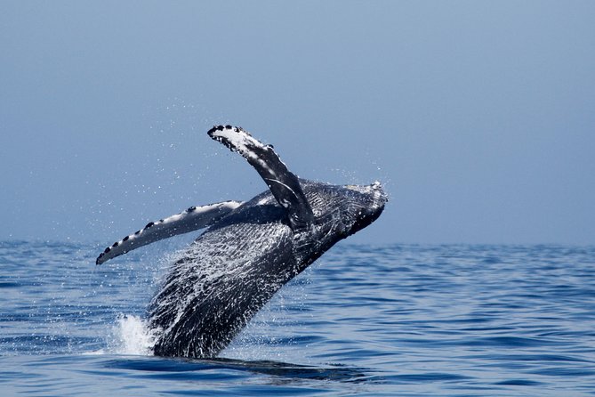 Shared Two-Hour Whale Watching Tour From Oceanside - Amenities and Accessibility