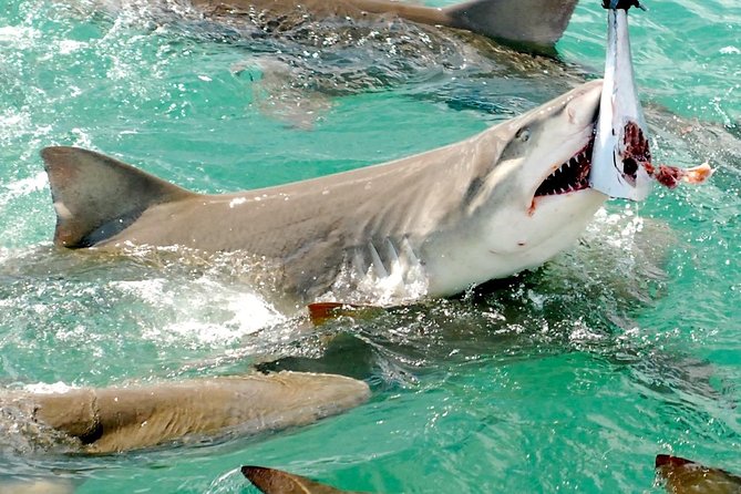 Shark and Wildlife Viewing Adventure in Key West - Shark Sightings and Ecology