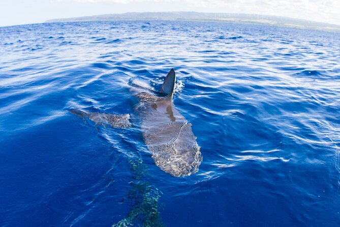 Shark Cage Diving In Oahu - Oahus North Shore: The Perfect Setting