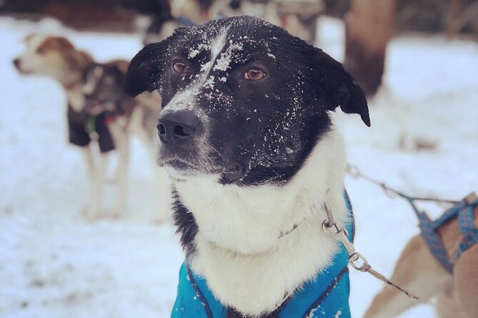 Sit Down Husky Ride Dog Sled Tour in Kiruna - Pickup and Meeting Information