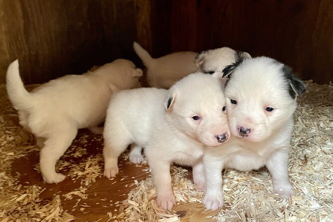 Sled Dog Adventure in Skagway - Pricing and Cancellation Policy