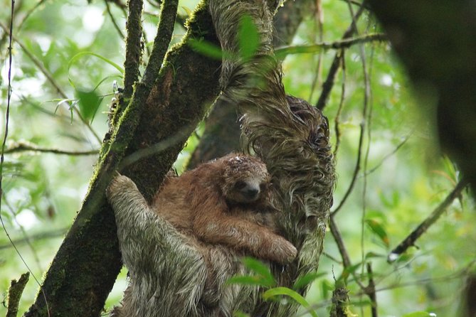 Sloth Watching Trail - Wildlife Encounters on the Trail