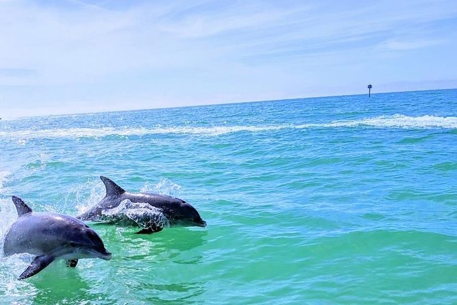 Small Group 2 Hour Dolphin Cruise With Snorkeling to Shell Key - Inclusions and Amenities