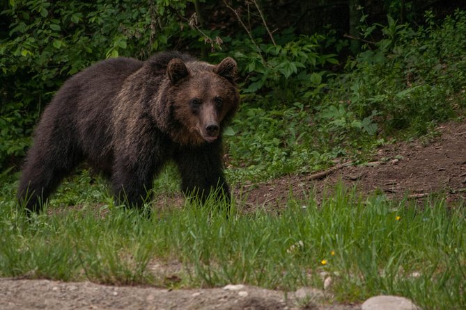 Small-Group Brown Bear-Watching Experience From Brasov - Preparation and Recommendations