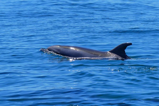 Small Group Dolphin and Wildlife Watching Tour in Faro - Safety and Accessibility