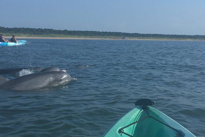 Small Group Dolphin Kayak Eco-Tour - Educational Experiences