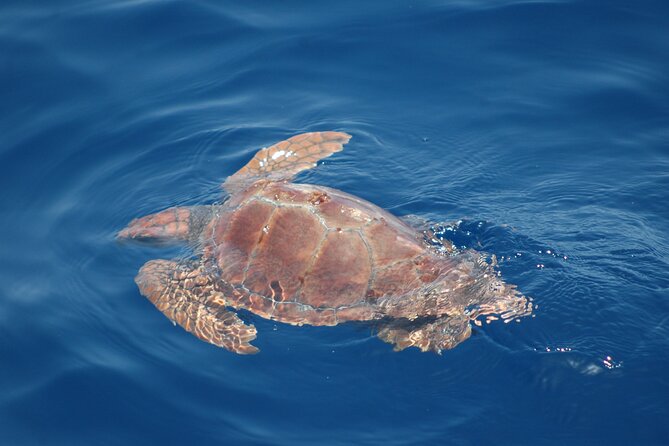 Small Group Excursion Whales and Dolphin Watching Los Gigantes - Highlights of the Experience
