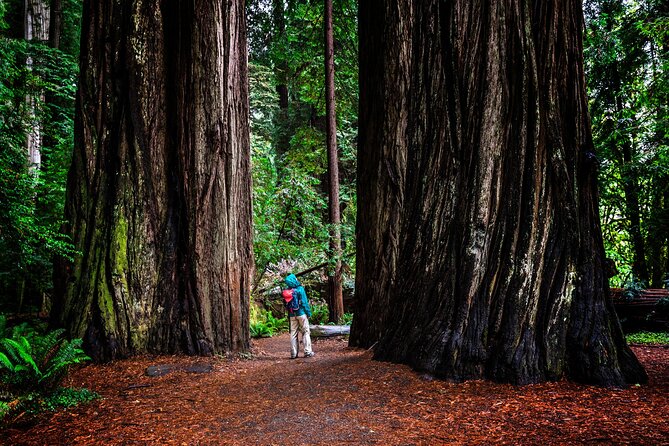 Small-Group Giant Redwoods and Russian River Wine Country Trip - Traveler Reviews and Feedback