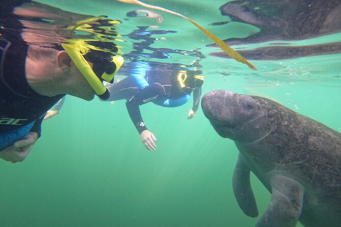 Small Group Manatee Swim Tour With In Water Guide - Guest Feedback