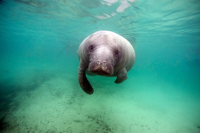 Small Group Manatee Tour With In-Water Divemaster/Photographer - Personalized Group Size and Experience