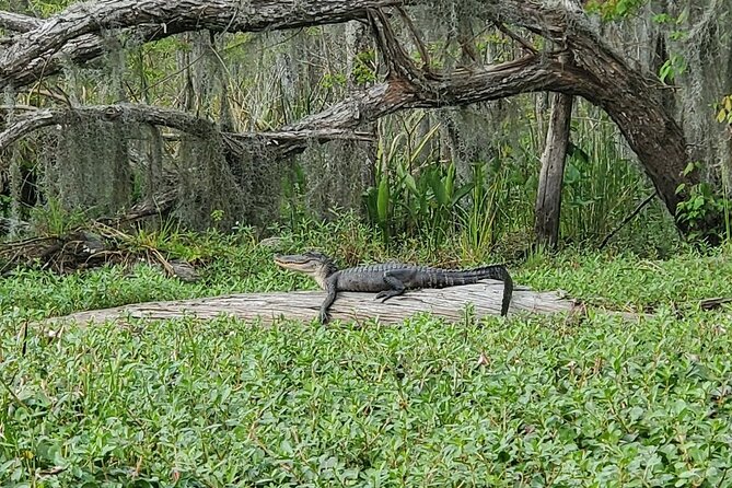 Small-Group Manchac Swamp Kayak Tour - What to Expect