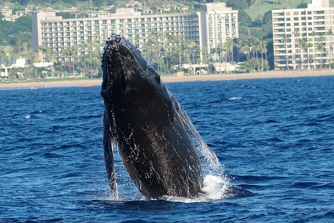 Small-Group Whale Watching Adventure - Guide Performance