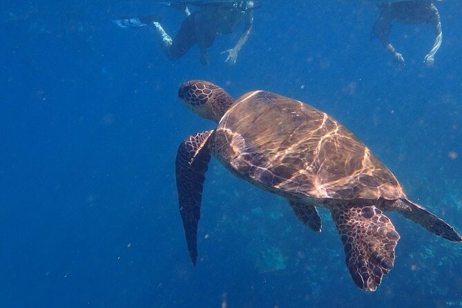 South Shore Turtle Kayak and Snorkel Experience - Customer Reviews and Feedback