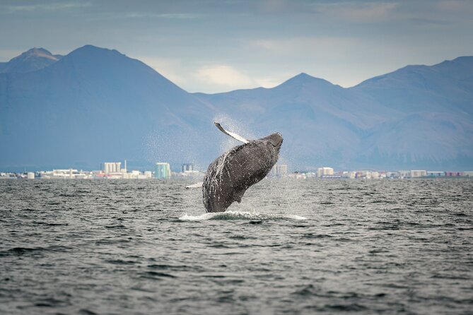Speedboat Whale Watching Small-Group Tour in Reykjavik - Meeting Point and Logistics