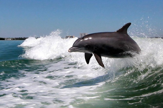 St. Pete Beach Dolphin Racer Adventure - Highlights of the Customer Feedback