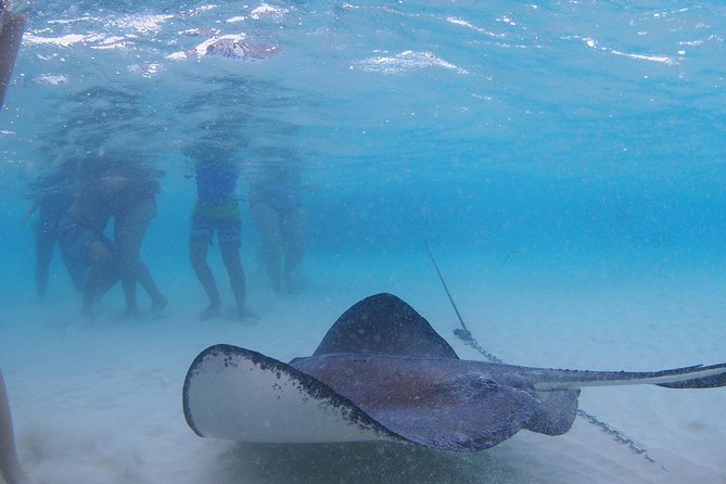 Starfish and Stingray City Fun Tour With Reef Snorkeling- 3 Stops - Highlights of the Tour Experience