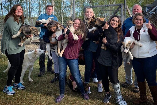 Summer Dog Sledding Adventure in Willow, Alaska - Understanding the History and Training of Dog Sledding