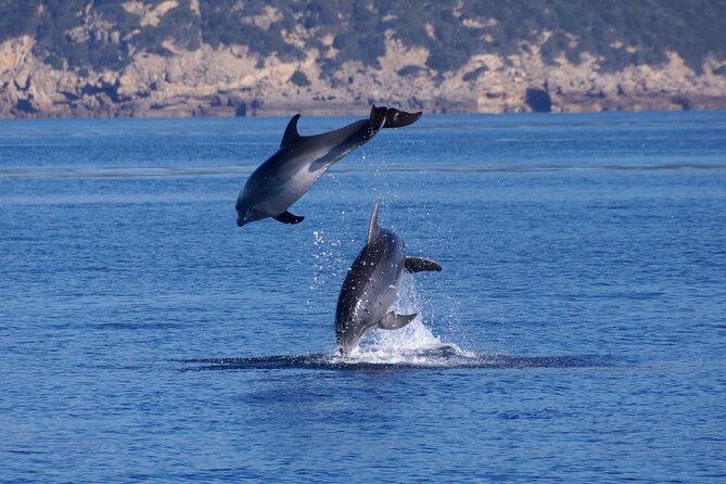 Summer Tour: Dolphin Watching and Guided Snorkeling - Participation Conditions and Safety