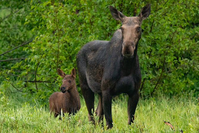 Sunrise 4-Hour Grand Teton Wildlife Adventure - Spot Diverse Wildlife With Expert Guidance