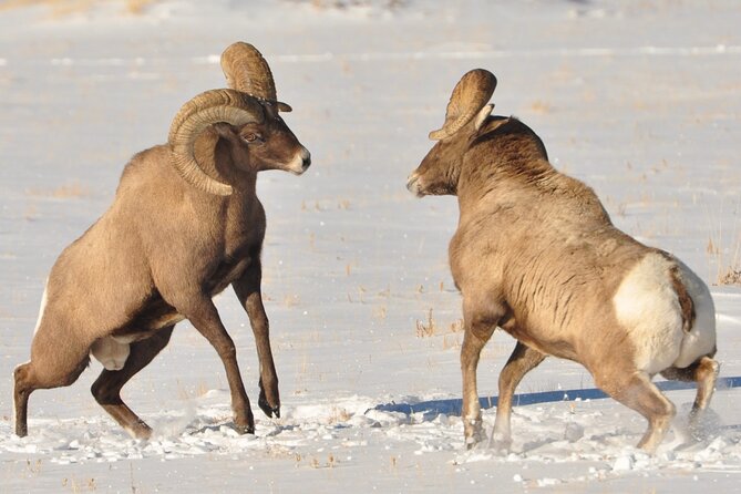 Sunset 4-Hour Grand Teton Wildlife Adventure - Tour Experience and Reviews