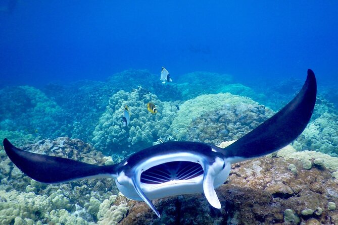 Sunset and Manta Ray Snorkel Adventure - Manta Ray Snorkeling