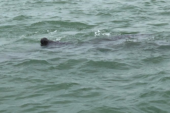 Sunset Cruise Over the Gulf of Mexico - Reviews and Feedback