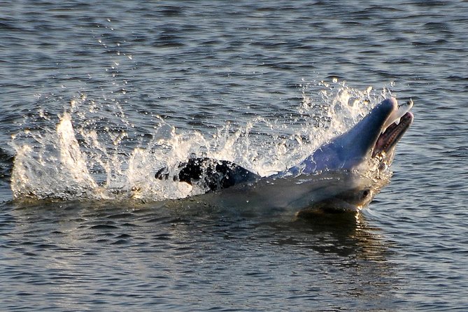 Sunset Tour Mangrove, Dolphins, Manatee #1 Rated in Cocoa Beach - Equipment and Amenities