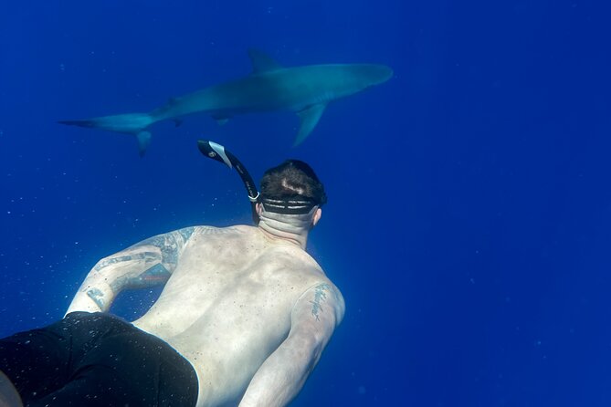 Swim With Sharks Cage-Free From Oahu - Meeting Point and Logistics