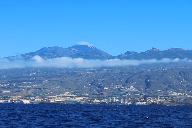 Tenerife Whales and Dolphins Watching Experience in Catamaran - Pickup and Meeting Information