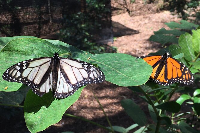 The Maui Butterfly Farm Tour - Educational Stations and Butterfly Life Cycles