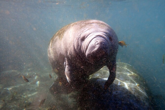 The OG Manatee Snorkel Tour With In-Water Guide/Photographer - Tour Inclusions and Amenities