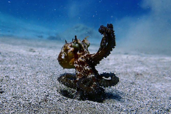 Try Scuba Diving | 2 Dives - Health and Safety Information