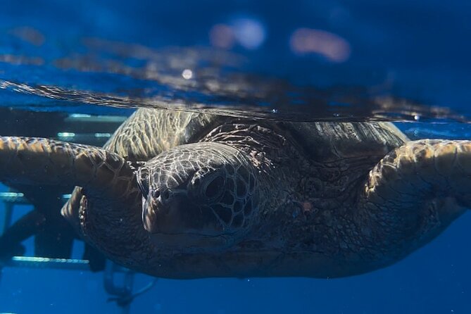 Turtle Canyon Snorkel From Waikiki (Turtles GUARANTEED!) - Customer Experiences and Reviews