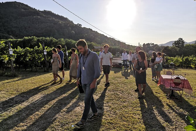 Tuscan Wine Tour in Lucca by Van - Wine Tasting Delights