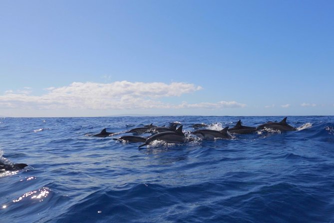Ultimate 4 Hour Lanai Snorkel and Dolphin Encounter - Dolphin and Marine Life Encounters