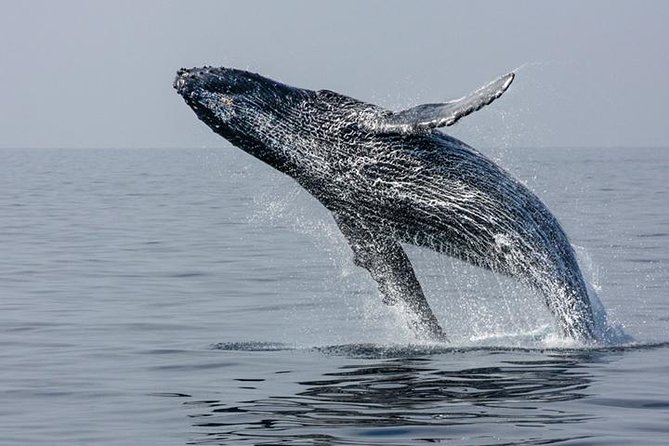 Ultimate Juneau Whale Watch Plus Mendenhall Glacier Photo Stop - Wildlife and Sightings