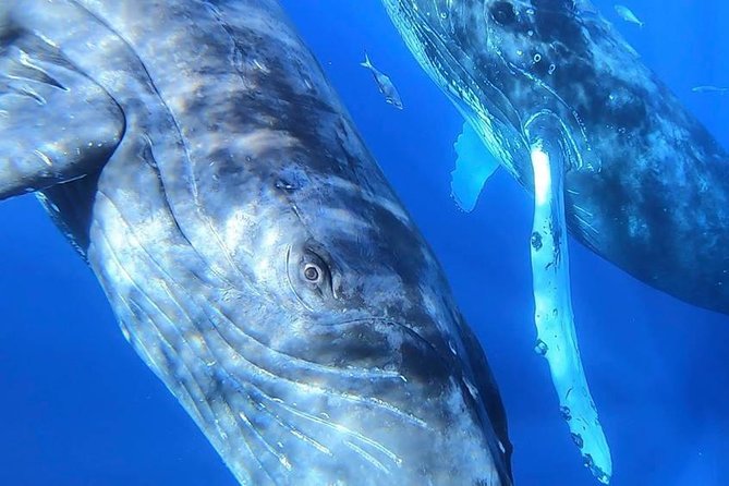 Ultimate Whale Watch, 2 Hour (Lahaina) Raft Style - Customer Reviews and Experiences