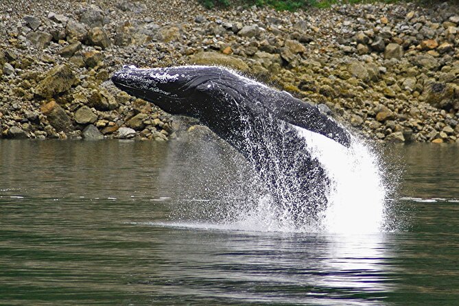 Ultimate Whale Watch and Tracys Crab Shack Combo - Highlights of the Tracys Crab Shack Meal