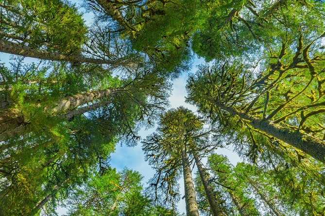 Viator Exclusive Tour- Olympic National Park Tour From Seattle - Guide Experience and Customer Feedback
