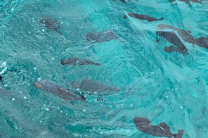 Waikiki Beach Glass Bottom Boat Tour - Meeting Information and Accessibility