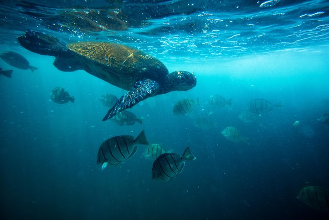 Waikiki Catamaran Adventure: Snorkel With Sea Turtles - Onboard Experience