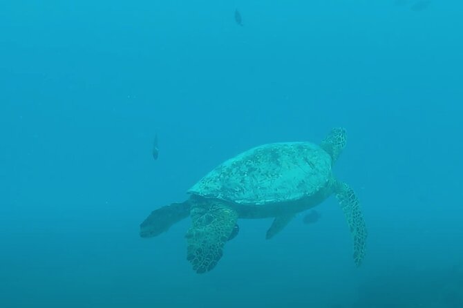 Waikiki Snorkel Tour - Exploring the Underwater World