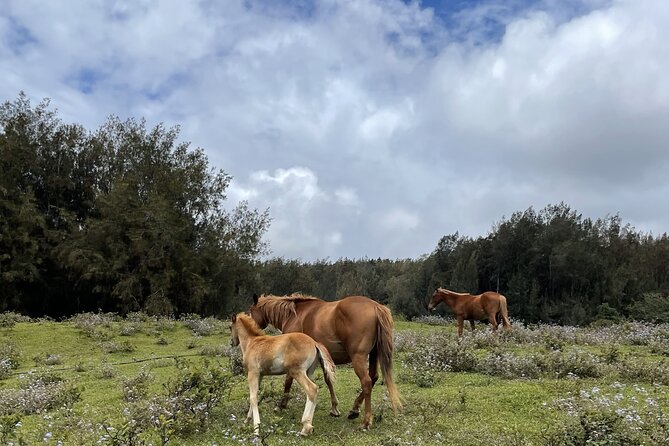 Waipi'o on Horseback: Mountain Ocean Views Working Cattle Ranch - Guided Horseback Ride