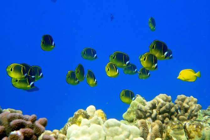 West Maui Snorkeling Experience by Boat From Kaanapali - Exploring the Marine Life