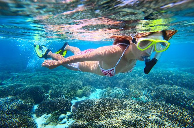 West Oahu Green Sea Turtle and Dolphin Snorkel Sail With Lunch - Snorkeling and Marine Life