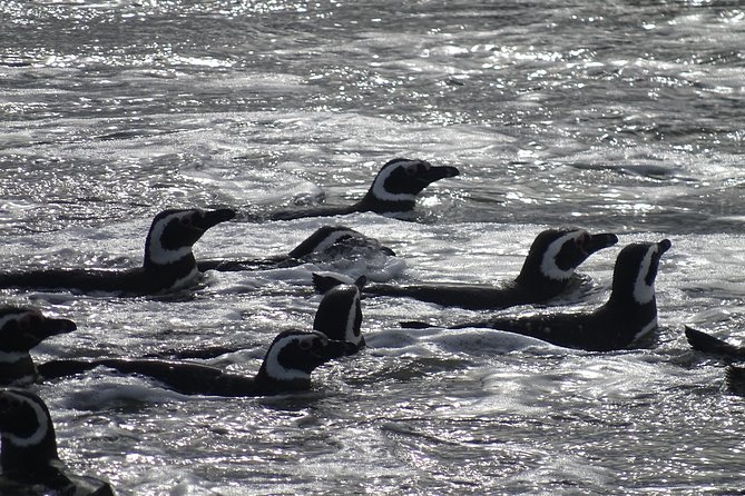 Whale and Glacier Watching From Punta Arenas Francisco Coloane Park - Activity Details and Accessibility